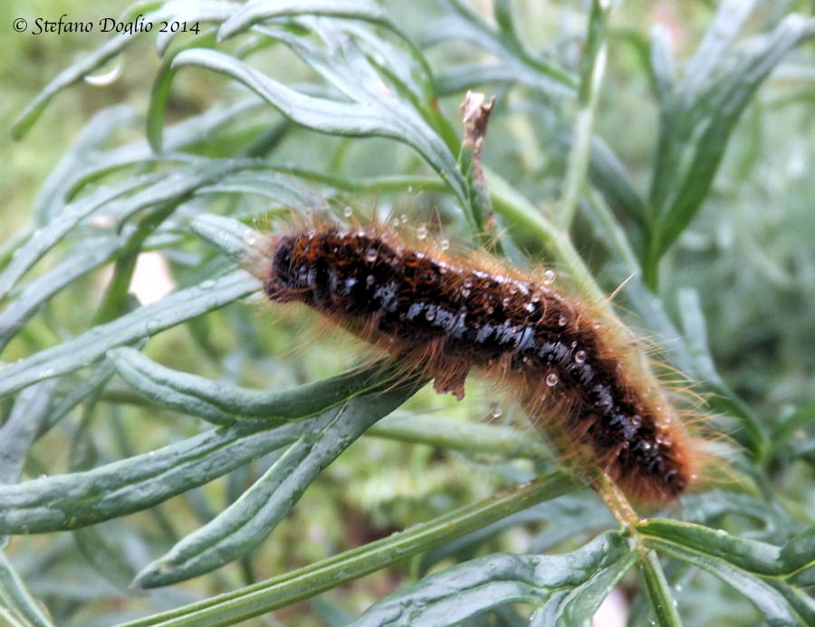 larva garganica da id :-)